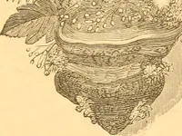 An illustration from Practical taxidermy, and home decoration : together with general information for sportsmen (1880)