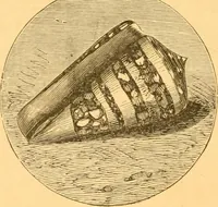 An illustration from Practical taxidermy, and home decoration : together with general information for sportsmen (1880)