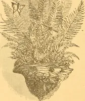 An illustration from Practical taxidermy, and home decoration : together with general information for sportsmen (1880)