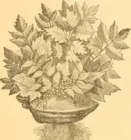 An illustration from Practical taxidermy, and home decoration : together with general information for sportsmen (1880)