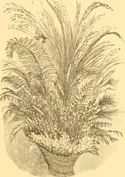An illustration from Practical taxidermy, and home decoration : together with general information for sportsmen (1880)