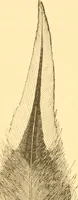 An illustration from Practical taxidermy, and home decoration : together with general information for sportsmen (1880)