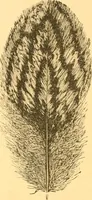An illustration from Practical taxidermy, and home decoration : together with general information for sportsmen (1880)