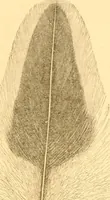 An illustration from Practical taxidermy, and home decoration : together with general information for sportsmen (1880)