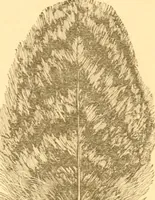 An illustration from Practical taxidermy, and home decoration : together with general information for sportsmen (1880)