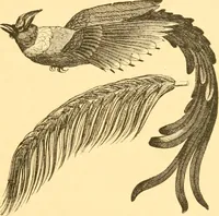 An illustration from Practical taxidermy, and home decoration : together with general information for sportsmen (1880)