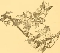 An illustration from Practical taxidermy, and home decoration : together with general information for sportsmen (1880)