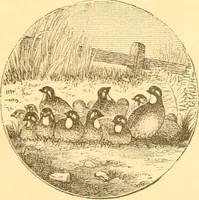 An illustration from Practical taxidermy, and home decoration : together with general information for sportsmen (1880)