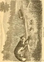 An illustration from Practical taxidermy, and home decoration : together with general information for sportsmen (1880)
