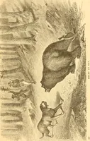 An illustration from Practical taxidermy, and home decoration : together with general information for sportsmen (1880)