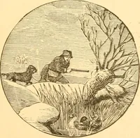 An illustration from Practical taxidermy, and home decoration : together with general information for sportsmen (1880)