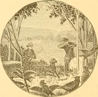 An illustration from Practical taxidermy, and home decoration : together with general information for sportsmen (1880)