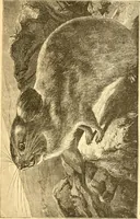 An illustration from Practical taxidermy, and home decoration : together with general information for sportsmen (1880)