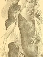 An illustration from Practical taxidermy, and home decoration : together with general information for sportsmen (1880)