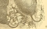 An illustration from Practical taxidermy, and home decoration : together with general information for sportsmen (1880)