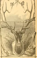 An illustration from Practical taxidermy, and home decoration : together with general information for sportsmen (1880)