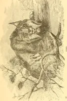 An illustration from Practical taxidermy, and home decoration : together with general information for sportsmen (1880)