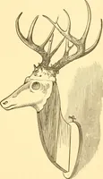 An illustration from Practical taxidermy, and home decoration : together with general information for sportsmen (1880)
