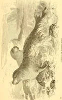 An illustration from Practical taxidermy, and home decoration : together with general information for sportsmen (1880)