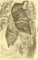 An illustration from Practical taxidermy, and home decoration : together with general information for sportsmen (1880)