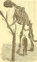 An illustration from Practical taxidermy, and home decoration : together with general information for sportsmen (1880)