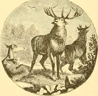 An illustration from Practical taxidermy, and home decoration : together with general information for sportsmen (1880)
