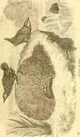 An illustration from Practical taxidermy, and home decoration : together with general information for sportsmen (1880)