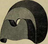 An illustration from A practical treatise on the use of the microscope, including the different methods of preparing and examining animal, vegetable, and mineral structures (1848)