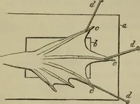 An illustration from A practical treatise on the use of the microscope, including the different methods of preparing and examining animal, vegetable, and mineral structures (1848)