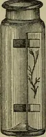 An illustration from A practical treatise on the use of the microscope, including the different methods of preparing and examining animal, vegetable, and mineral structures (1848)
