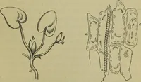 An illustration from A practical treatise on the use of the microscope, including the different methods of preparing and examining animal, vegetable, and mineral structures (1848)