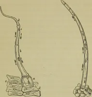 An illustration from A practical treatise on the use of the microscope, including the different methods of preparing and examining animal, vegetable, and mineral structures (1848)