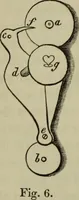 An illustration from A practical treatise on the use of the microscope, including the different methods of preparing and examining animal, vegetable, and mineral structures (1848)