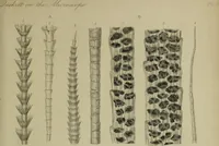 An illustration from A practical treatise on the use of the microscope, including the different methods of preparing and examining animal, vegetable, and mineral structures (1848)