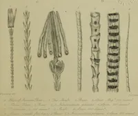 An illustration from A practical treatise on the use of the microscope, including the different methods of preparing and examining animal, vegetable, and mineral structures (1848)