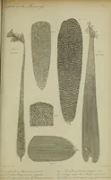 An illustration from A practical treatise on the use of the microscope, including the different methods of preparing and examining animal, vegetable, and mineral structures (1848)