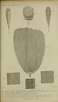 An illustration from A practical treatise on the use of the microscope, including the different methods of preparing and examining animal, vegetable, and mineral structures (1848)