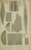 An illustration from A practical treatise on the use of the microscope, including the different methods of preparing and examining animal, vegetable, and mineral structures (1848)