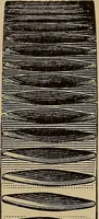 An illustration from Practical treatise on gearing (1892)