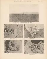 Picture 1 of 5 from Pre-dynastic cemetery at El Mahasna (1911), leaf 55