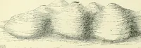 An illustration from Pre-historic times: as illustrated by ancient remains and the manners and customs of modern savages (1900)