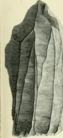 An illustration from Pre-historic times: as illustrated by ancient remains and the manners and customs of modern savages (1900)