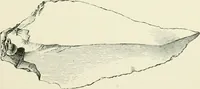 An illustration from Pre-historic times: as illustrated by ancient remains and the manners and customs of modern savages (1900)