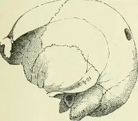 An illustration from Pre-historic times: as illustrated by ancient remains and the manners and customs of modern savages (1900)