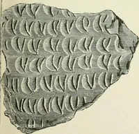 An illustration from Pre-historic times: as illustrated by ancient remains and the manners and customs of modern savages (1900)