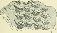 Picture 96 of 139 from Pre-historic times: as illustrated by ancient remains and the manners and customs of modern savages (1900), leaf 274
