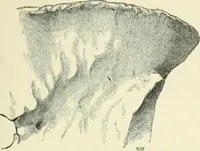 An illustration from Pre-historic times: as illustrated by ancient remains and the manners and customs of modern savages (1900)