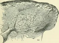An illustration from Pre-historic times: as illustrated by ancient remains and the manners and customs of modern savages (1900)