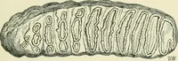 An illustration from Pre-historic times: as illustrated by ancient remains and the manners and customs of modern savages (1900)