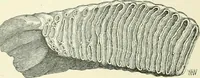 An illustration from Pre-historic times: as illustrated by ancient remains and the manners and customs of modern savages (1900)